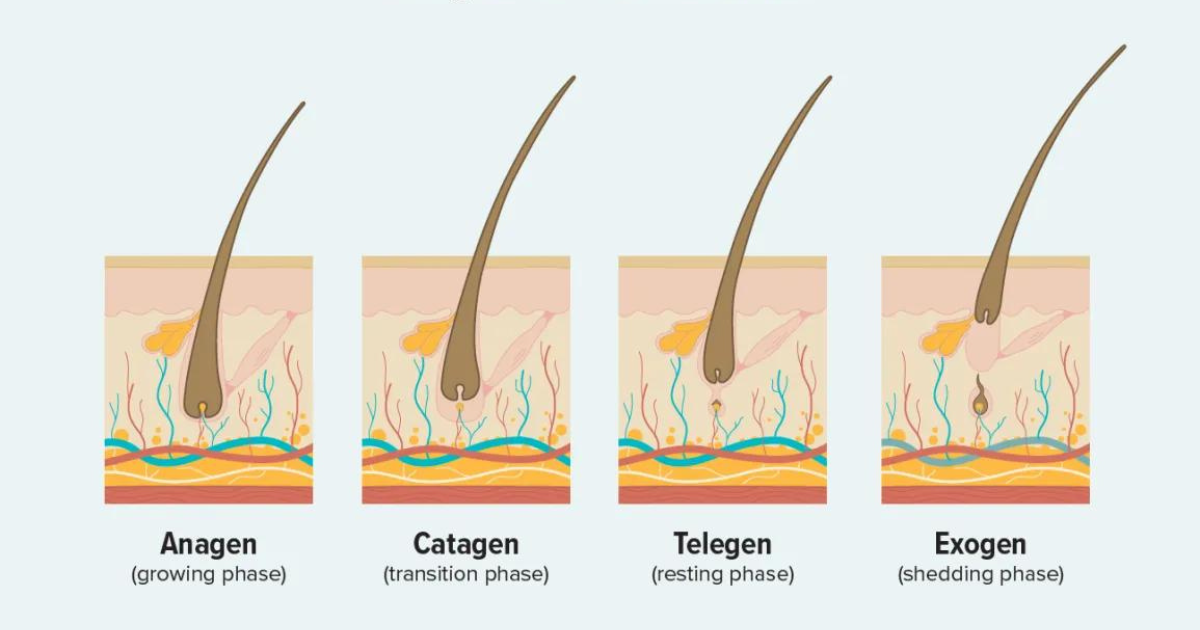Cycle of Hair Growth Image